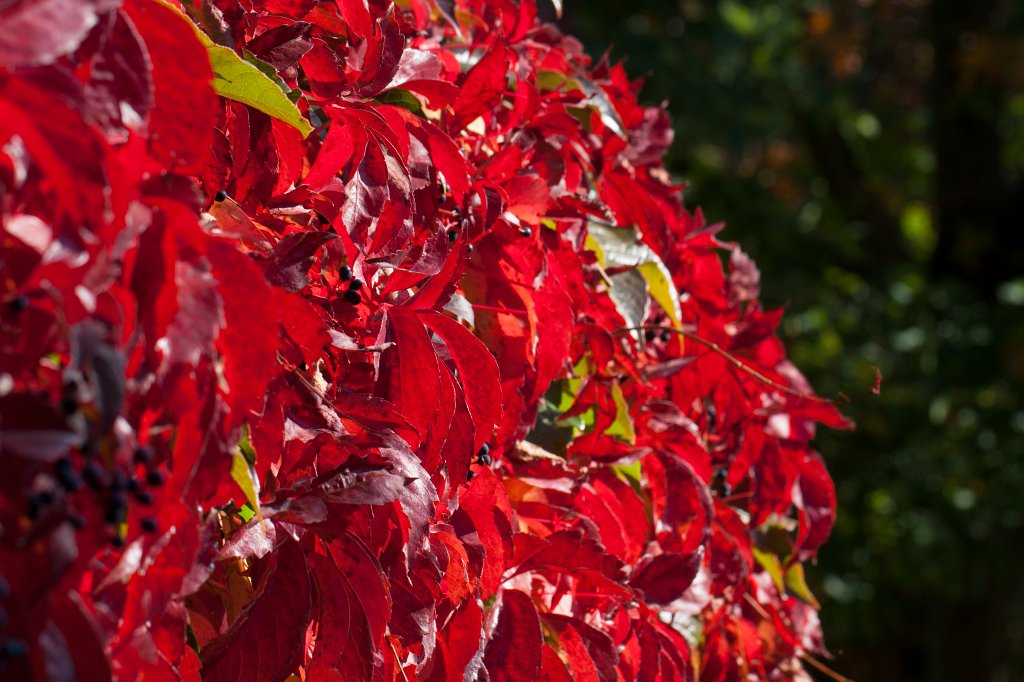 IMG_5184_c.jpg - Red leaves