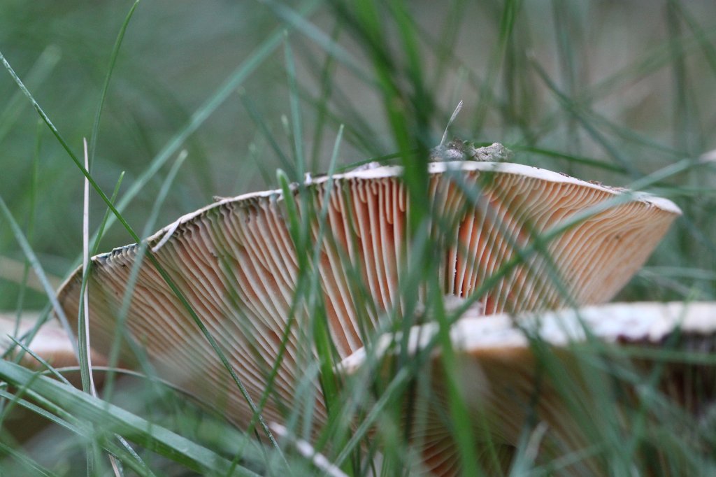 IMG_5190.JPG - Mushroom