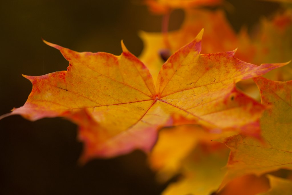 IMG_5226_c.jpg - Leaf