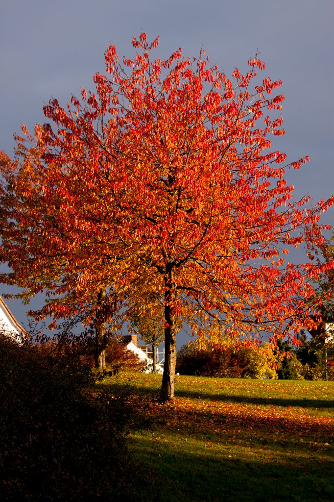 IMG_5258_c.jpg - Tree on fire