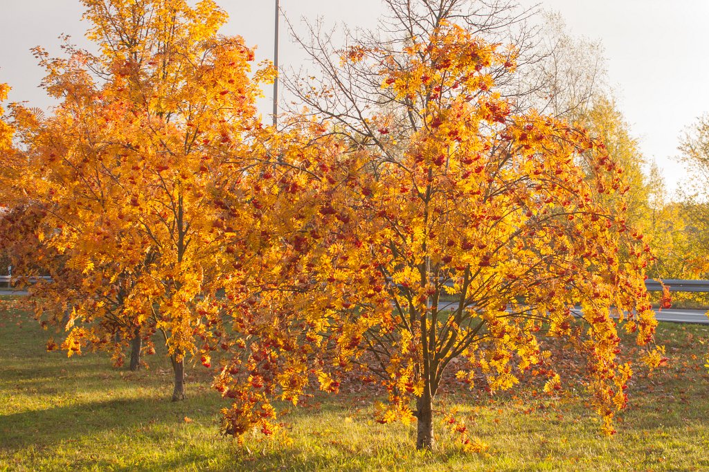 IMG_5262_c.jpg - Rowan in Golden October