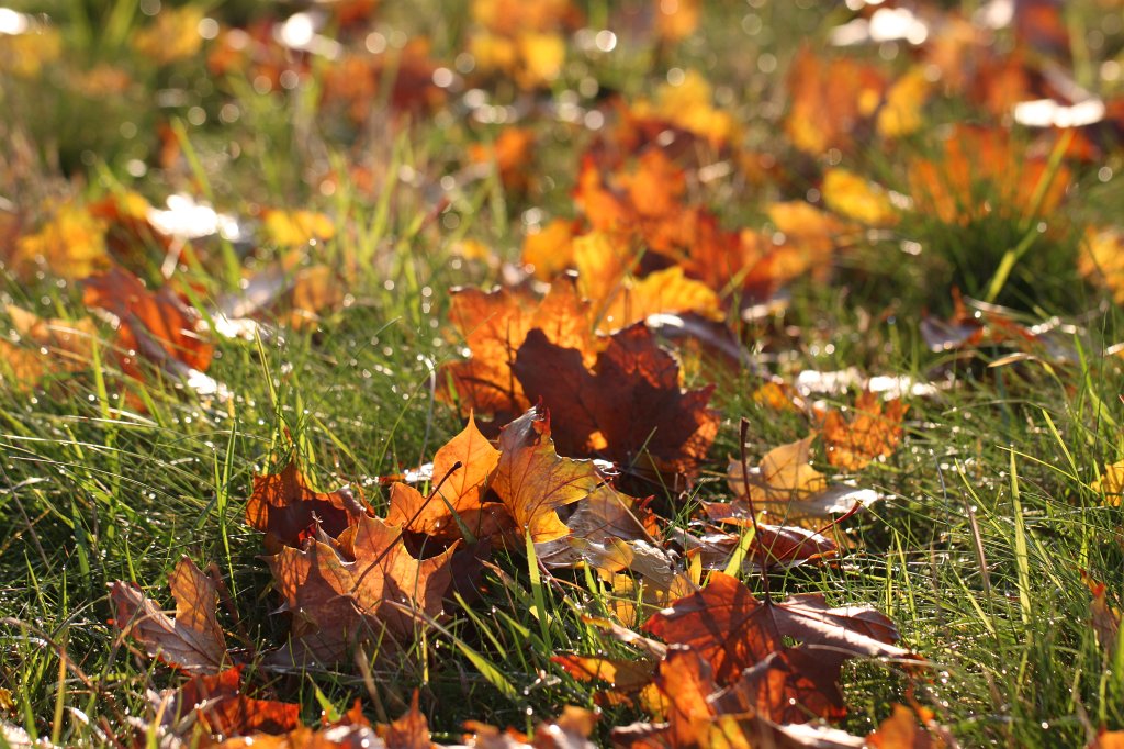 IMG_5271.JPG - Glamour in October