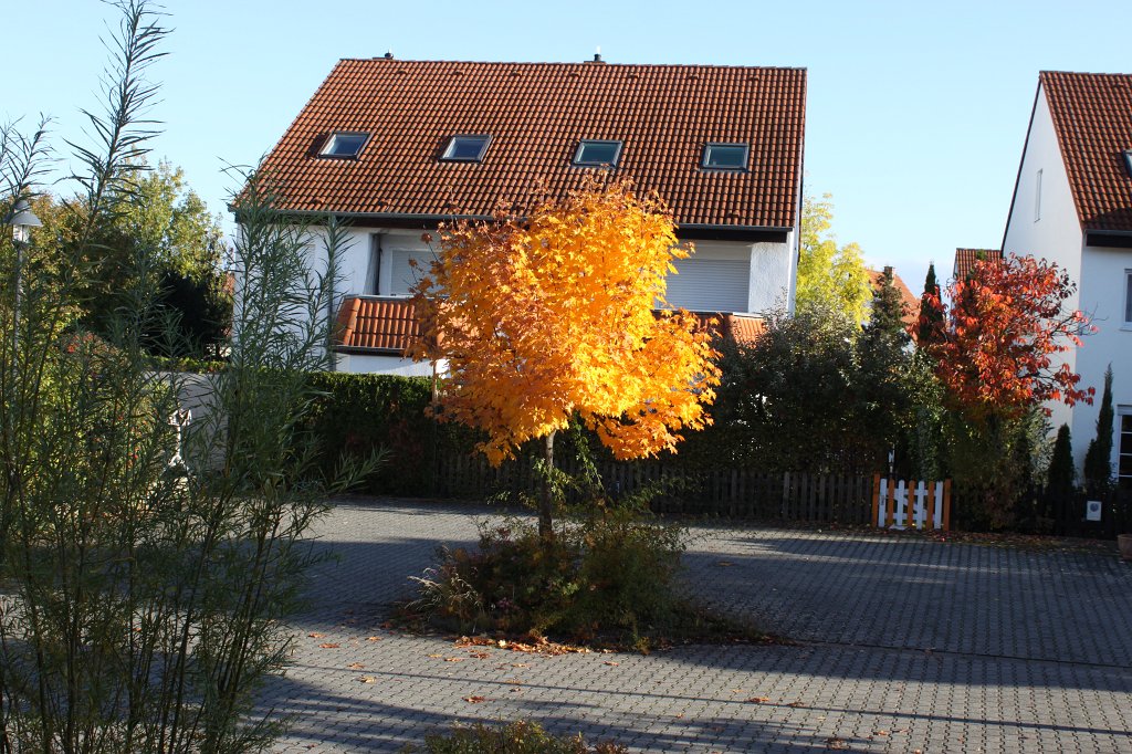 IMG_5325.JPG - Glowing leaves