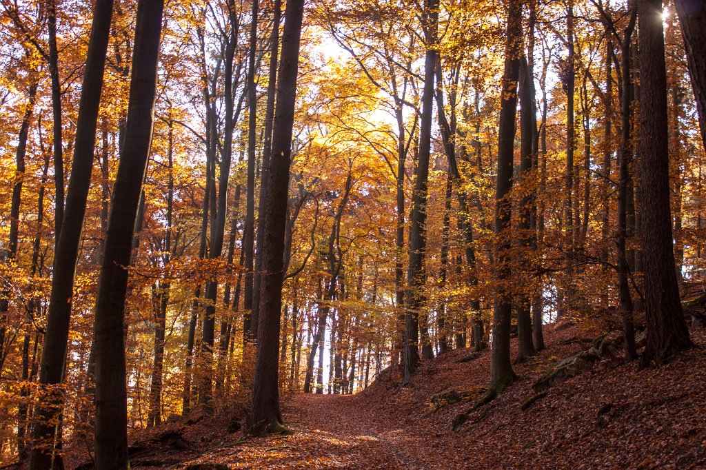 IMG_5348_c.jpg - Colorful forest in autumn