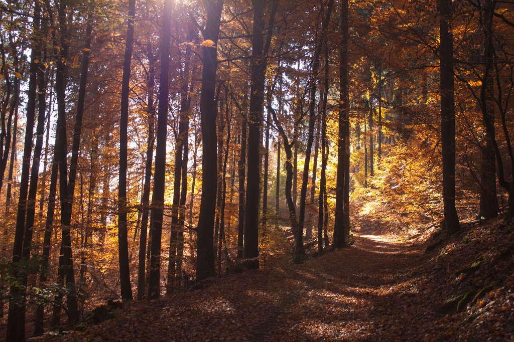IMG_5350_c.jpg - Colorful forest in autumn