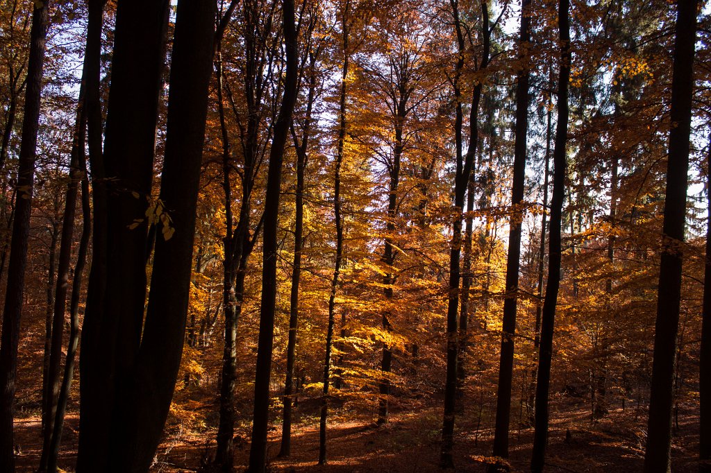 IMG_5352_c.jpg - Colorful forest in autumn