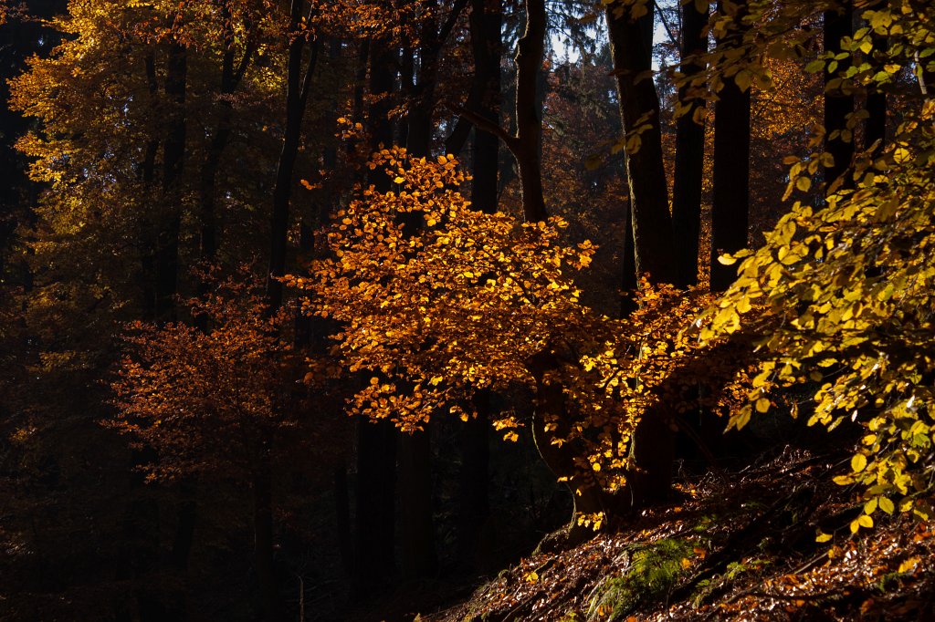 IMG_5358_c.jpg - Colorful forest in autumn