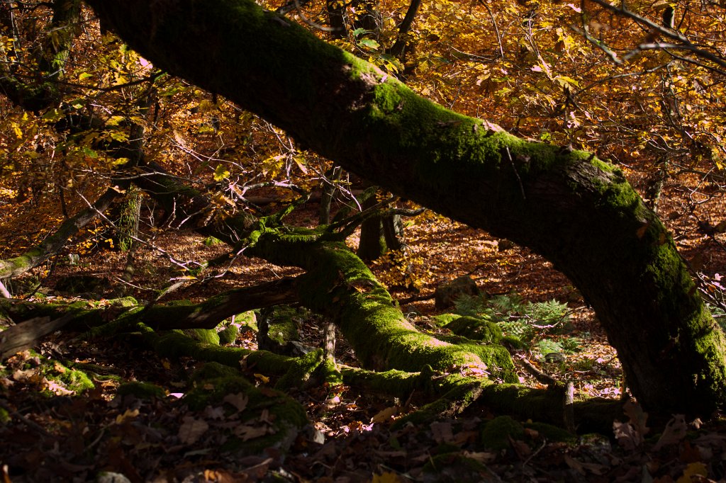 IMG_5370_c1.jpg - Colorful forest in autumn