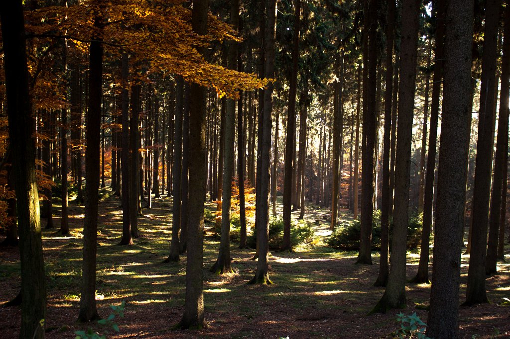 IMG_5398_c.jpg - Colorful forest in autumn
