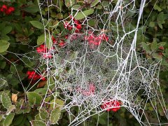 Web