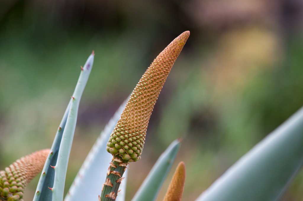 IMG_5670_c.jpg - Cone