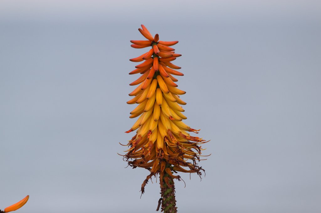 IMG_5672.JPG - Blooming cactus
