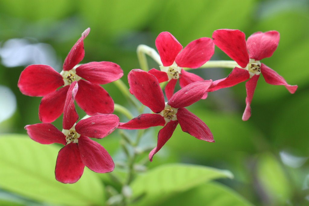 IMG_5676.JPG - Flower