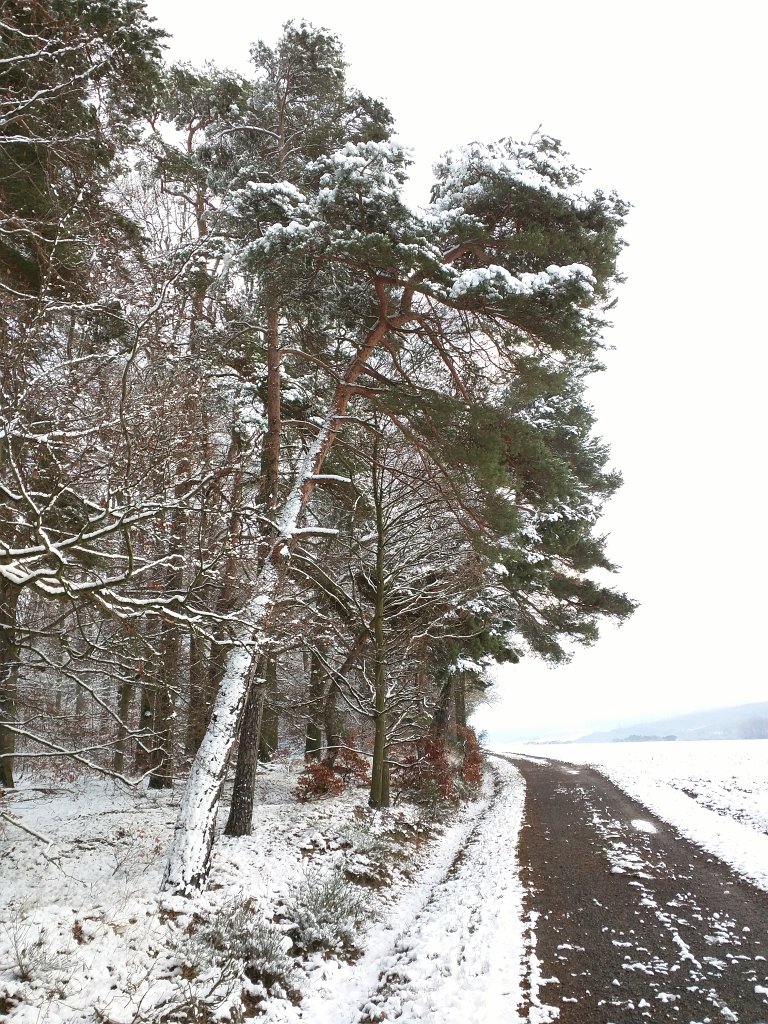 IMG_20151123_085652.jpg - First snow in November