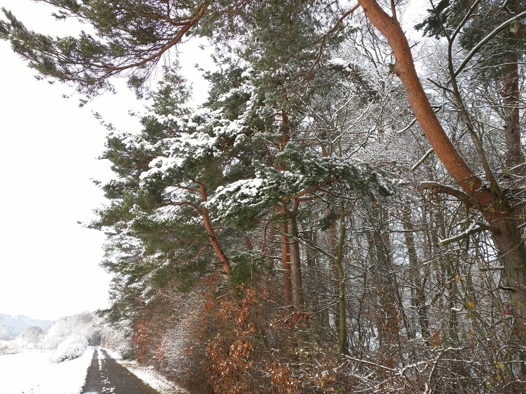 IMG_20151123_085804.jpg - First snow in November