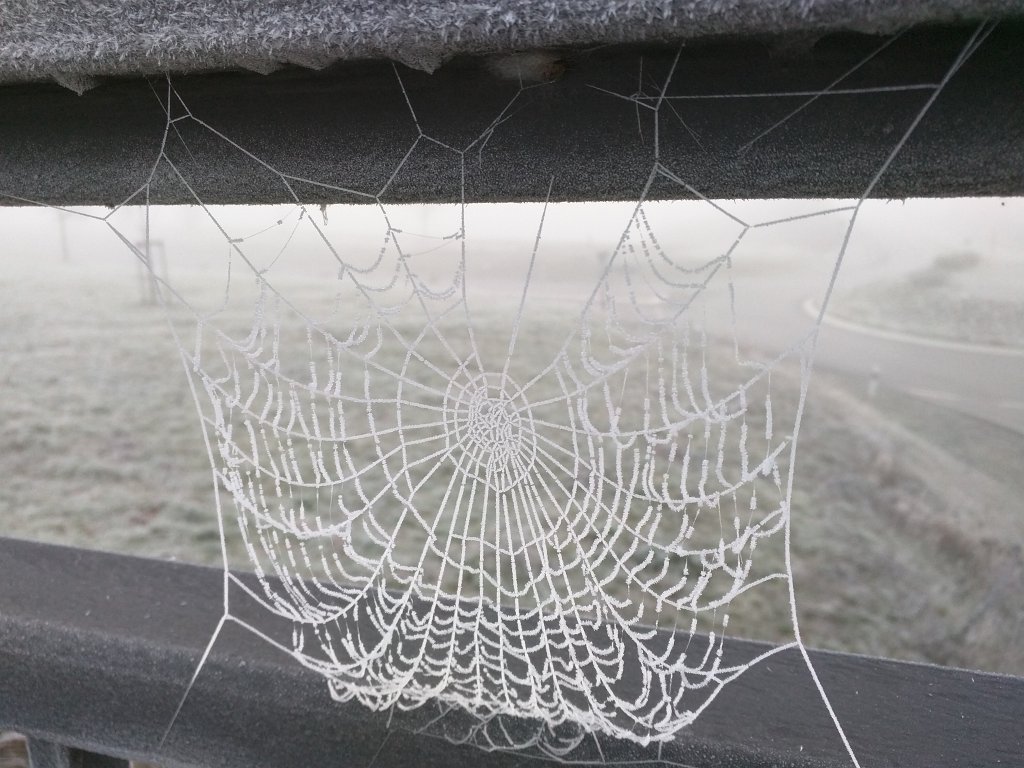 IMG_20151127_083200.jpg - Spider web