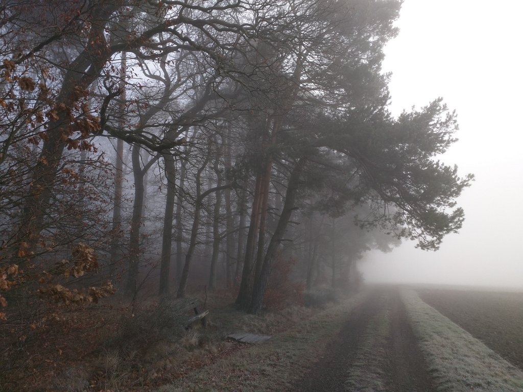 IMG_20151127_090022.jpg - Fog in the forrest