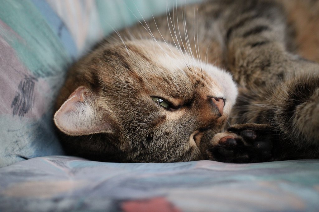 IMG_6104.JPG - Tired cat