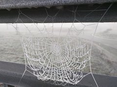 Web