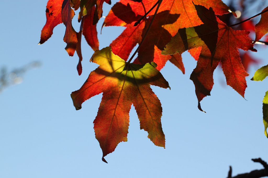 IMG_6204.JPG - Colorful leaves at Christmas