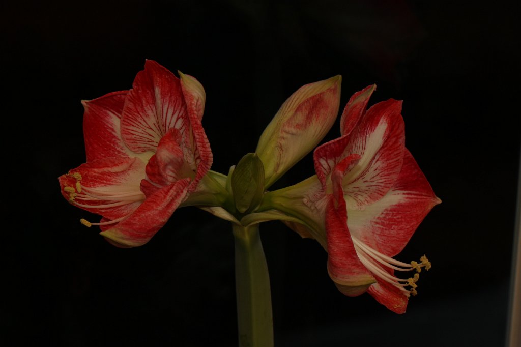 IMG_6278.JPG -  Amaryllis 