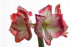 Amaryllis