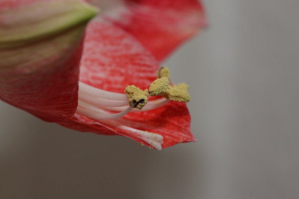 IMG_6298.JPG -  Amaryllis 