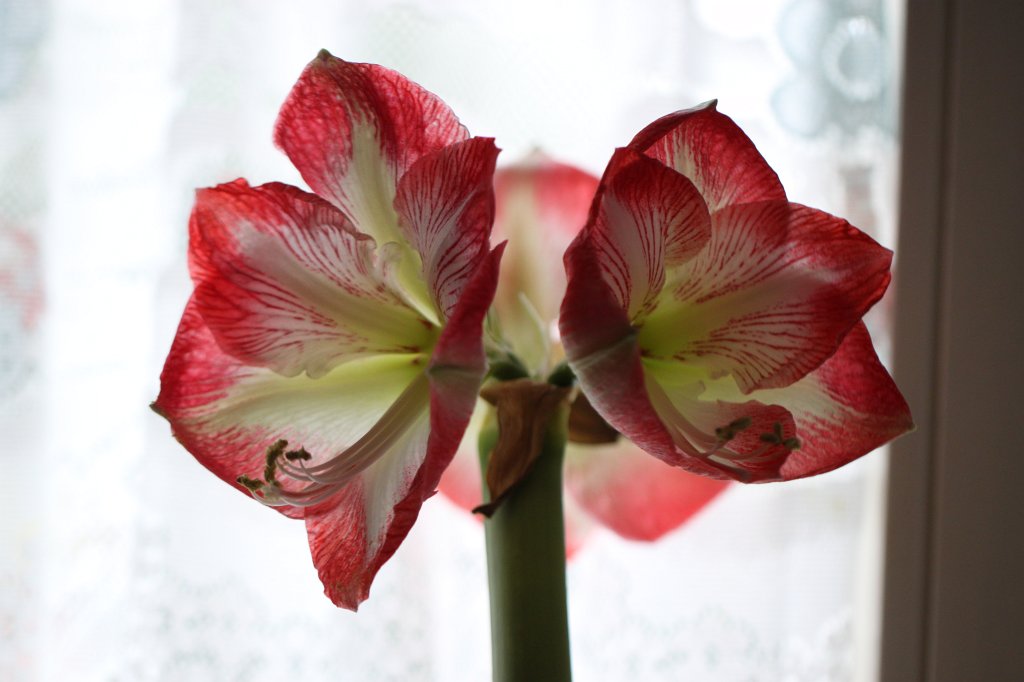 IMG_6302.JPG -  Amaryllis 