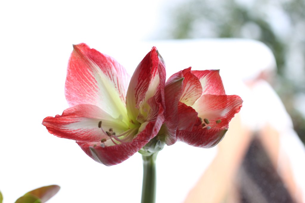 IMG_6379.JPG -  Amaryllis 
