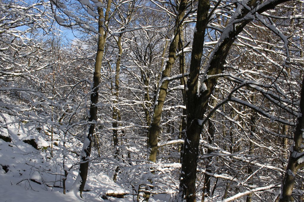 IMG_6409.JPG - Winter forest