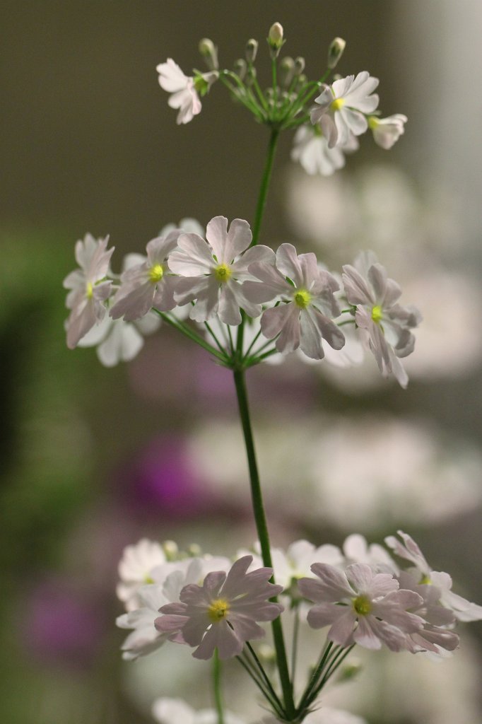 IMG_6563.JPG -  Palmengarten  Winterlichter 2016