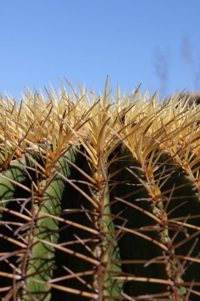 IMG_7346.JPG - Cactus