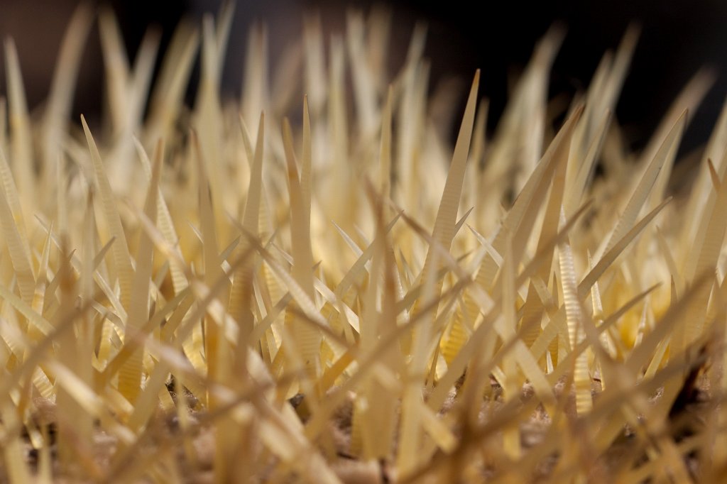 IMG_7350_c.jpg - Thorn forest