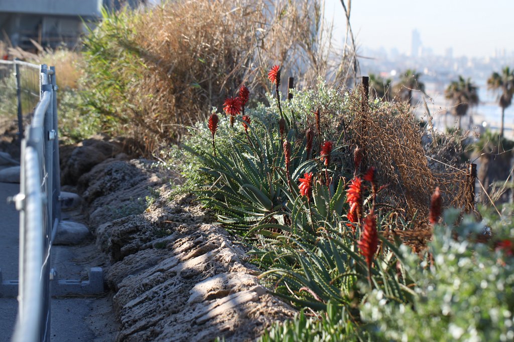 IMG_7368.JPG - Flowers