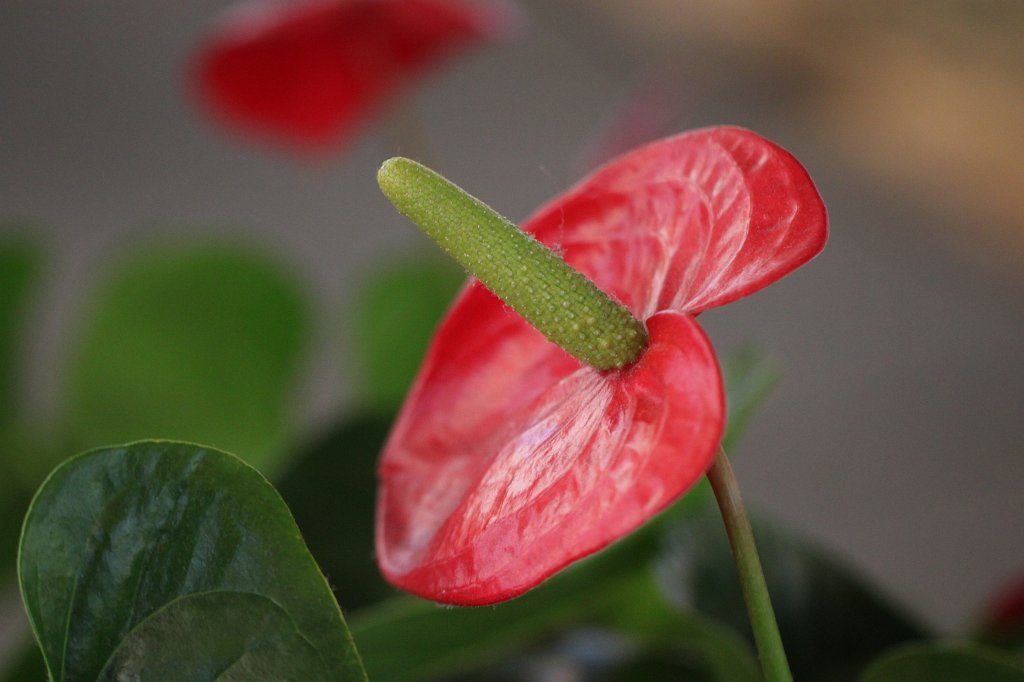 IMG_7384.JPG -  Flamingo flower 