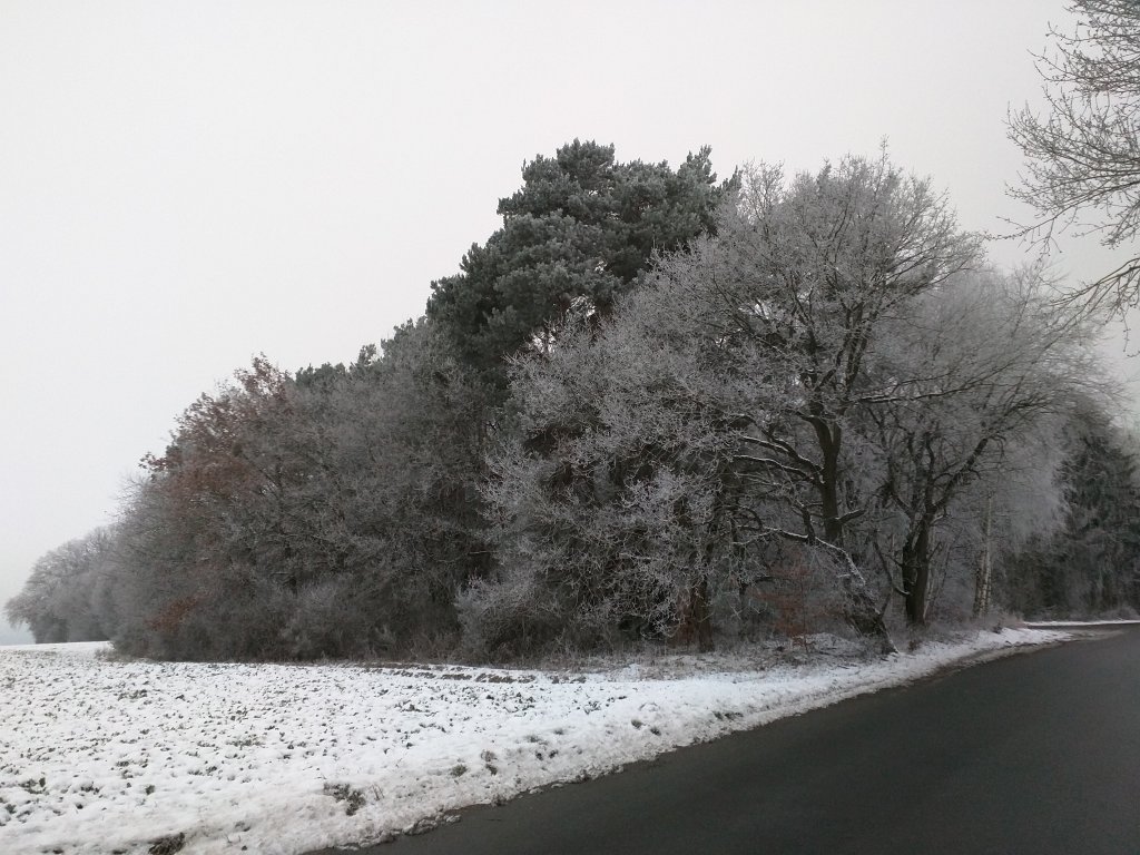 IMG_20160122_082802.jpg - White trees