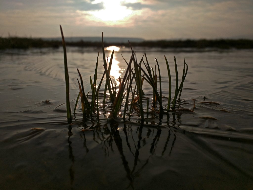 IMG_20160217_084834_c.jpg - Frozen puddle