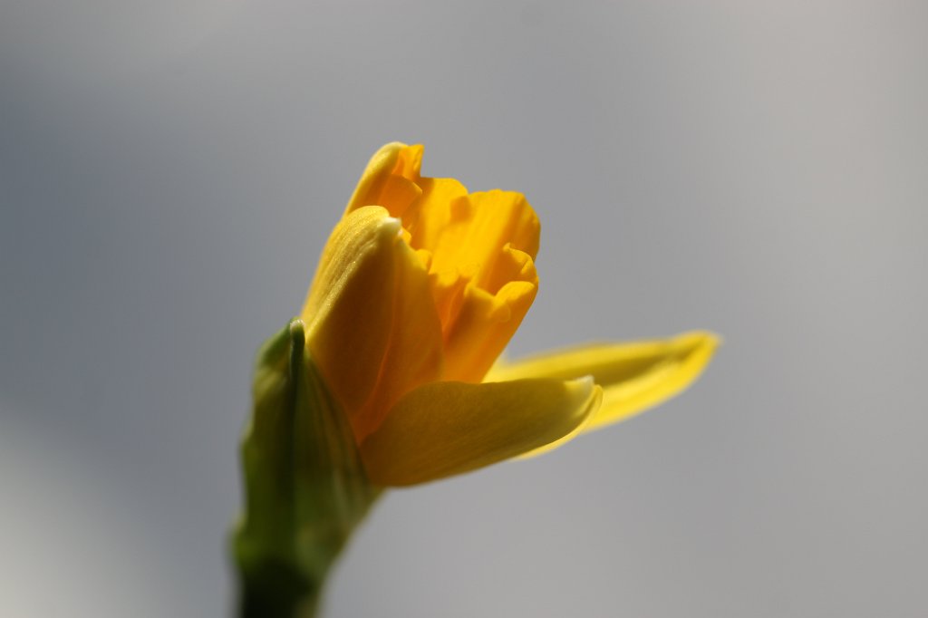 IMG_6484.JPG - Flower