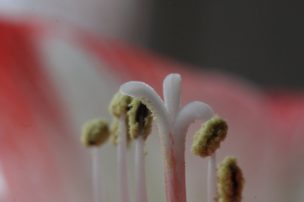 IMG_6502.JPG -  Amaryllis 