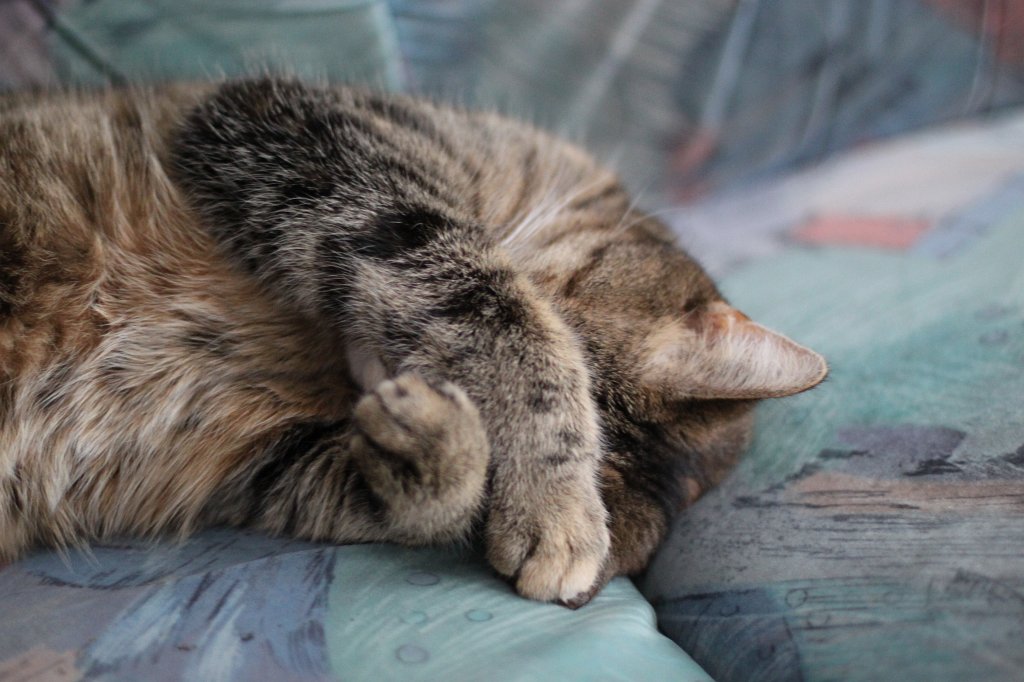 IMG_6511.JPG - Sleeping cat