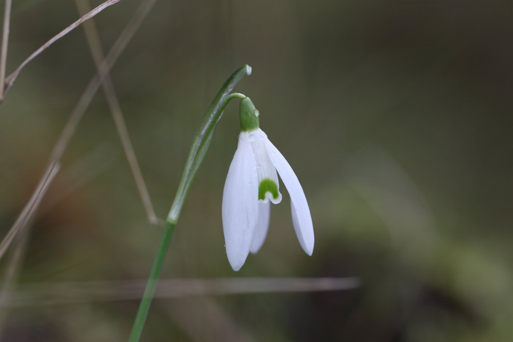 IMG_7550.JPG - Snowdrop (Schneeglöckchen)