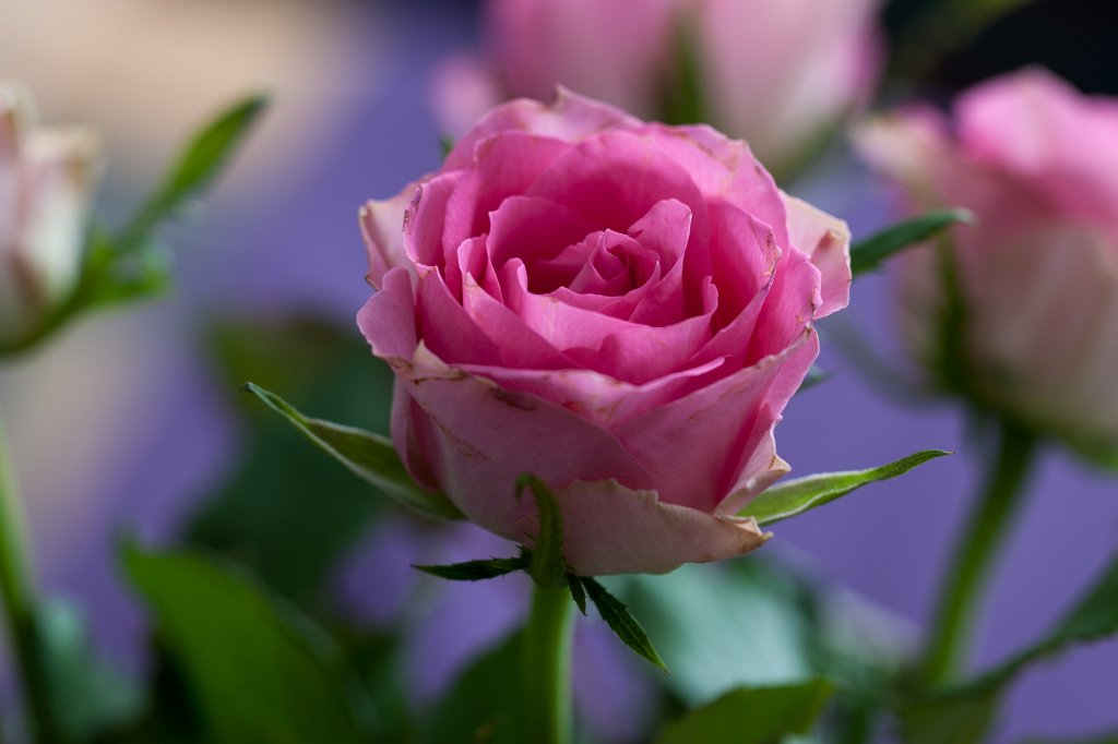 IMG_7564_c.jpg - Rose