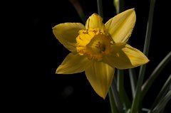 Daffodil