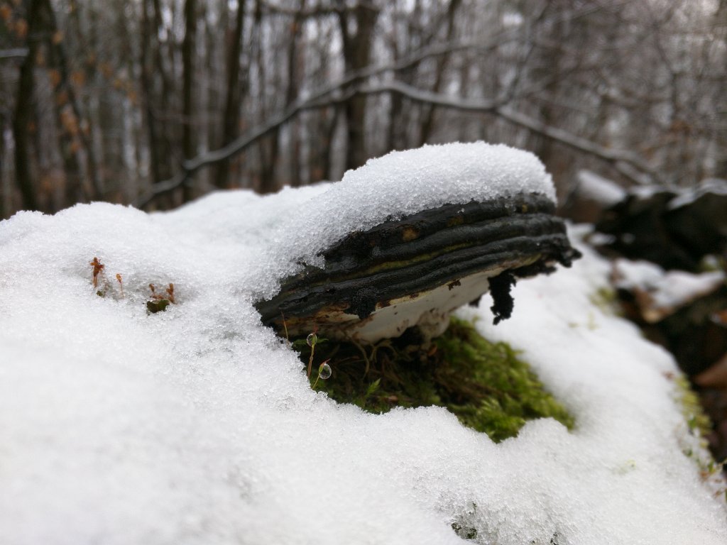 IMG_20160223_093220.jpg - Snow covered mushroom