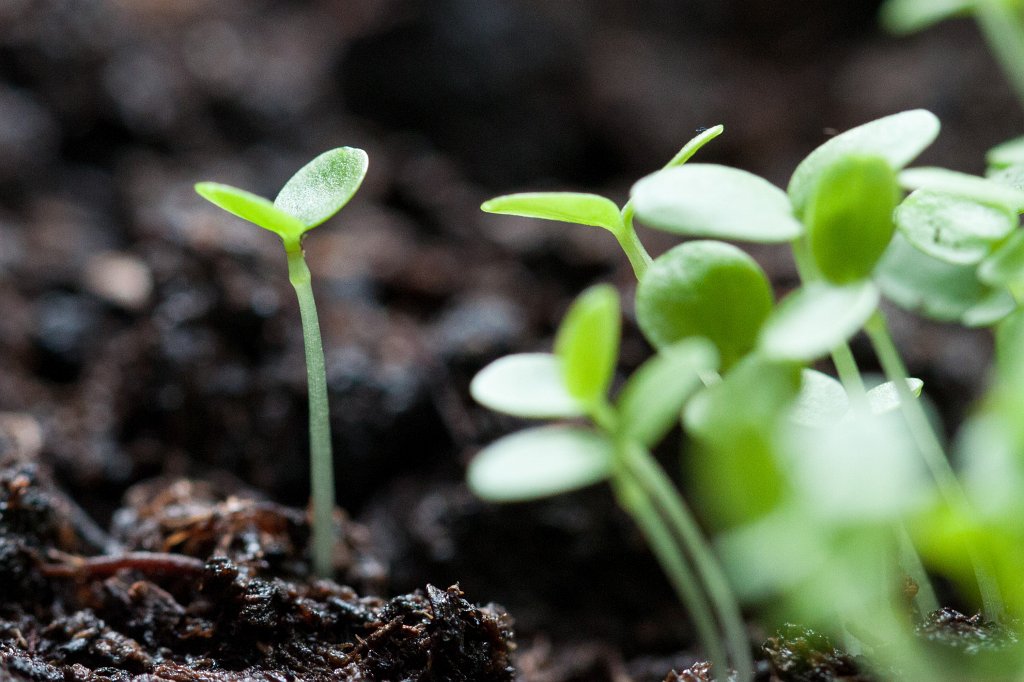 IMG_7616_c.jpg - Growing Viola (StiefmÃ¼tterchen)