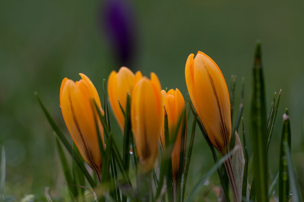 IMG_7620_c.jpg - Crocuses