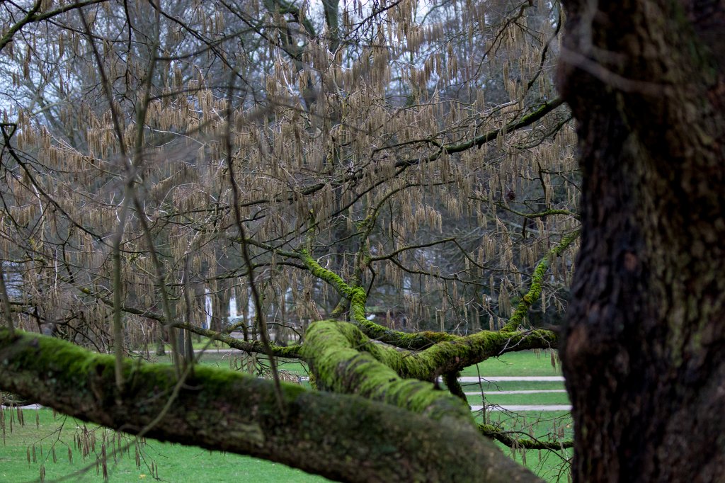 IMG_7646_c.jpg - Moss on branch