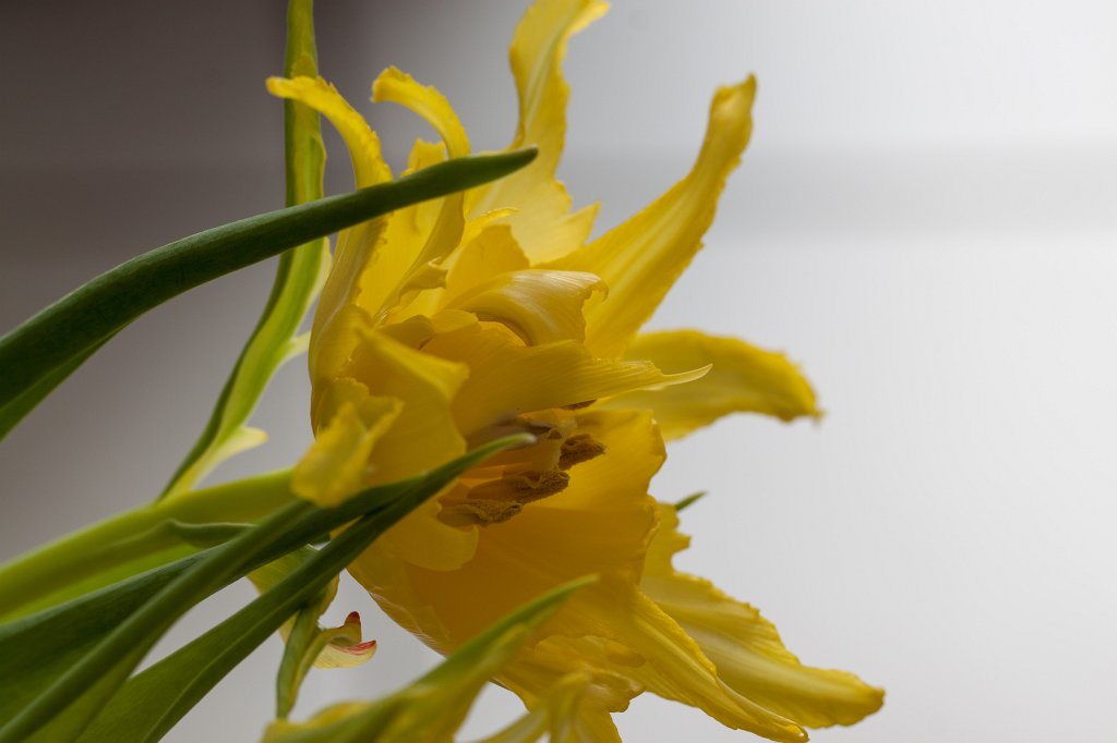 IMG_7728_c.jpg - Parrot  tulip  (Papageien- Tulpe )