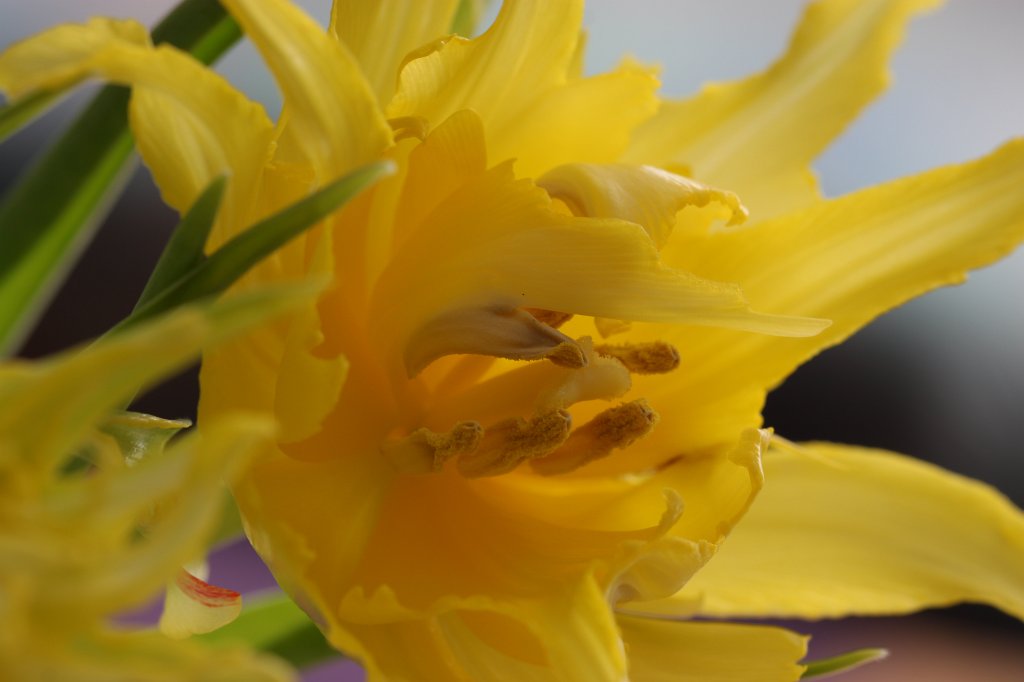 IMG_7729.JPG - Parrot  tulip  (Papageien- Tulpe )