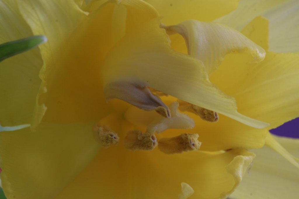 IMG_7735.JPG - Parrot  tulip  (Papageien- Tulpe )